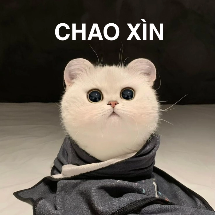 meme mèo chào ngày mới
