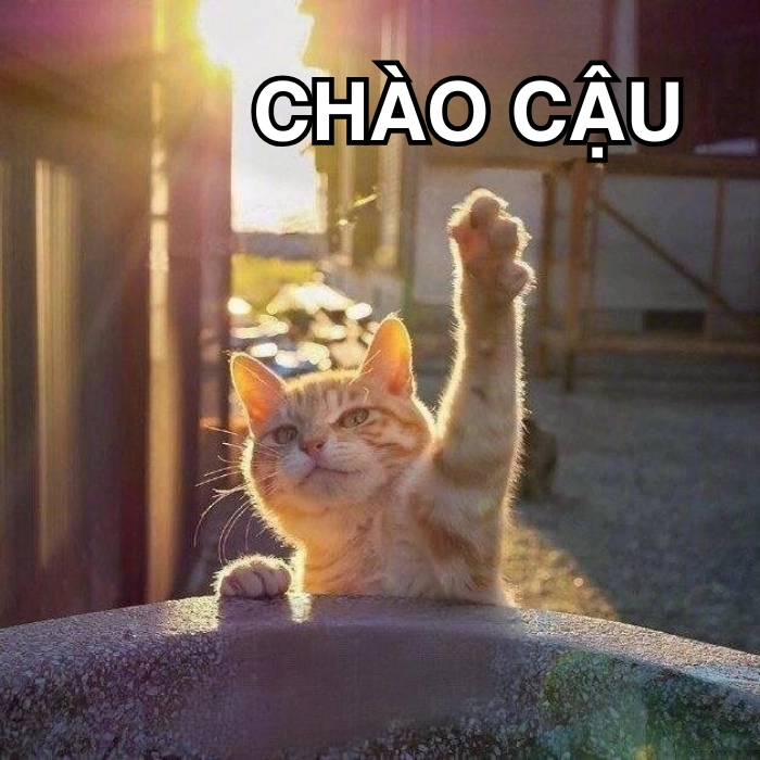 meme mèo chào cờ hài