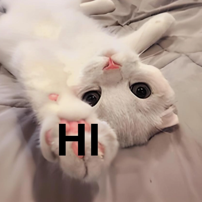 meme con mèo xin chào