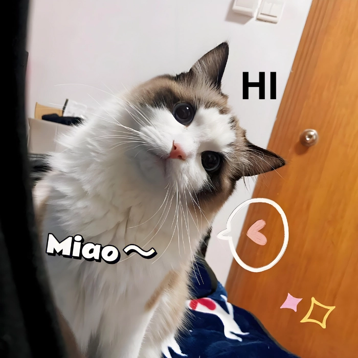 meme mèo chào tạm biệt