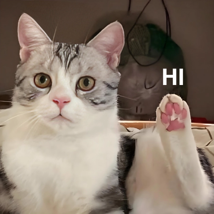 meme mèo hello đang hot