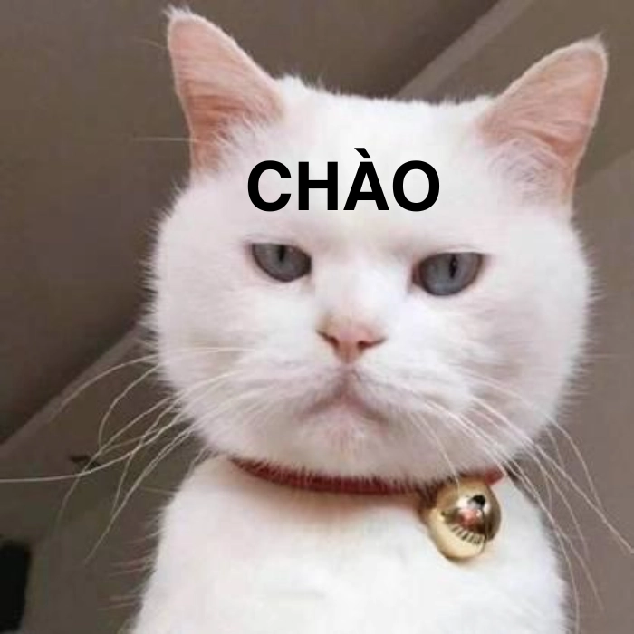 meme mèo chào trending