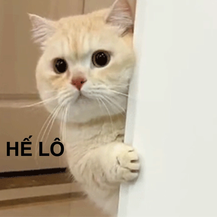 meme mèo chào cờ sáng