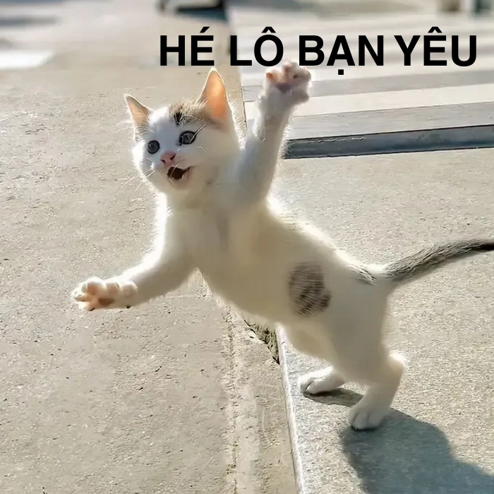 meme mèo chào ngộ nghĩnh