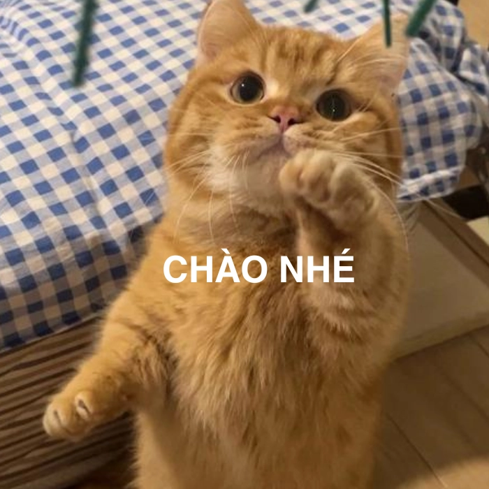 meme mèo xin chào vui nhộn