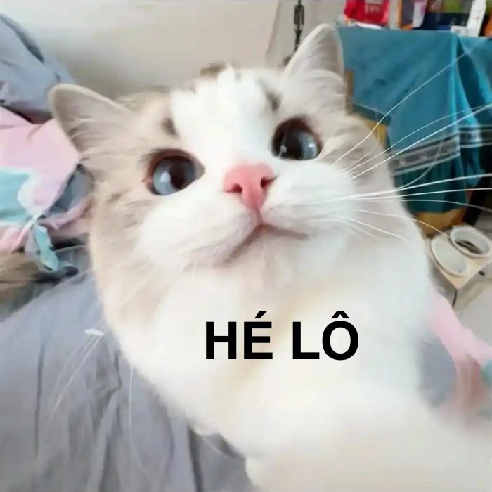 ảnh meme mèo hello lan truyền mạnh