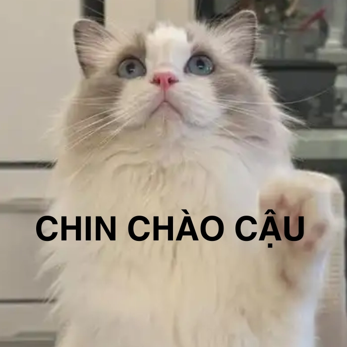 meme mèo chào ngày mới hài hước, dễ dùng