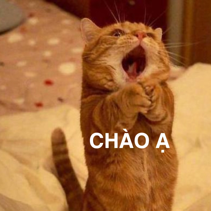 meme mèo chào cờ độc đáo