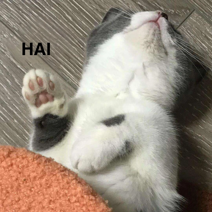 ảnh mèo chào meme đơn giản