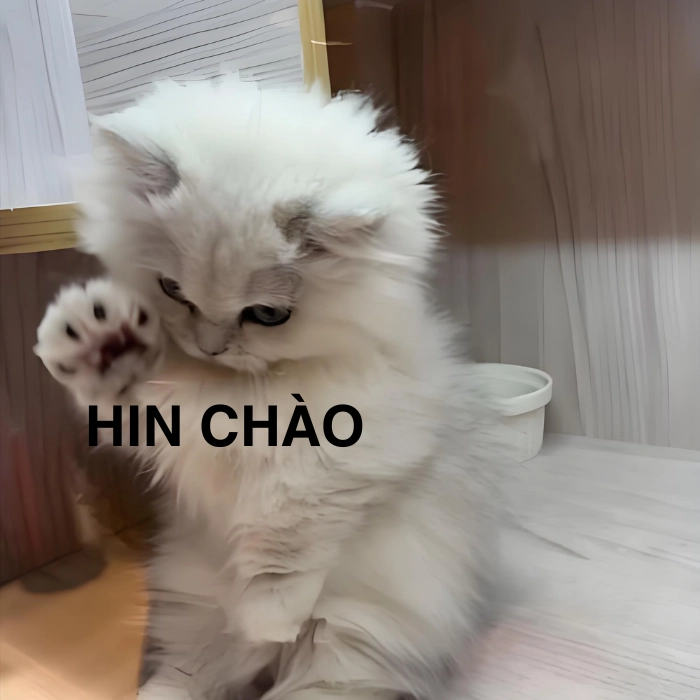 meme mèo chào tạm biệt lém lỉnh, hài hước