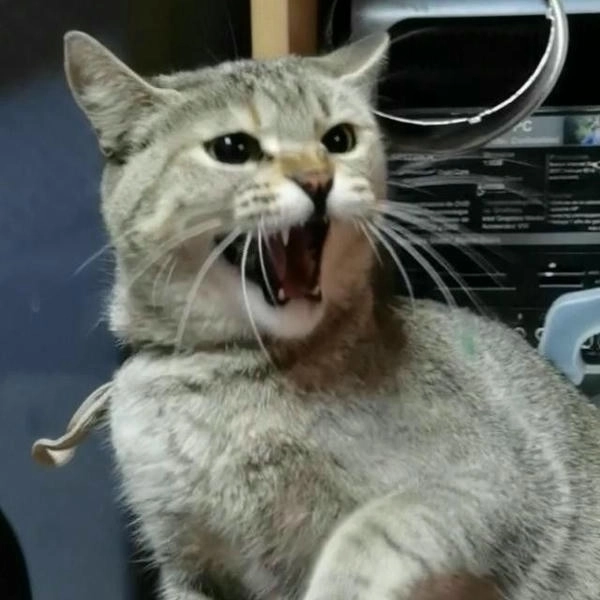 ảnh meme con mèo hoảng loạn 