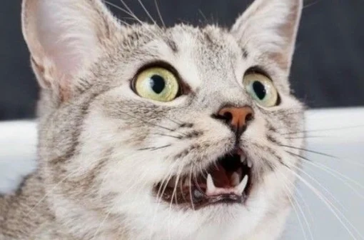 102+ meme mèo hoảng hốt chuẩn “Đứng hình mất 5 giây”