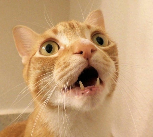 mèo hoảng hốt meme chế cười bể bụng 
