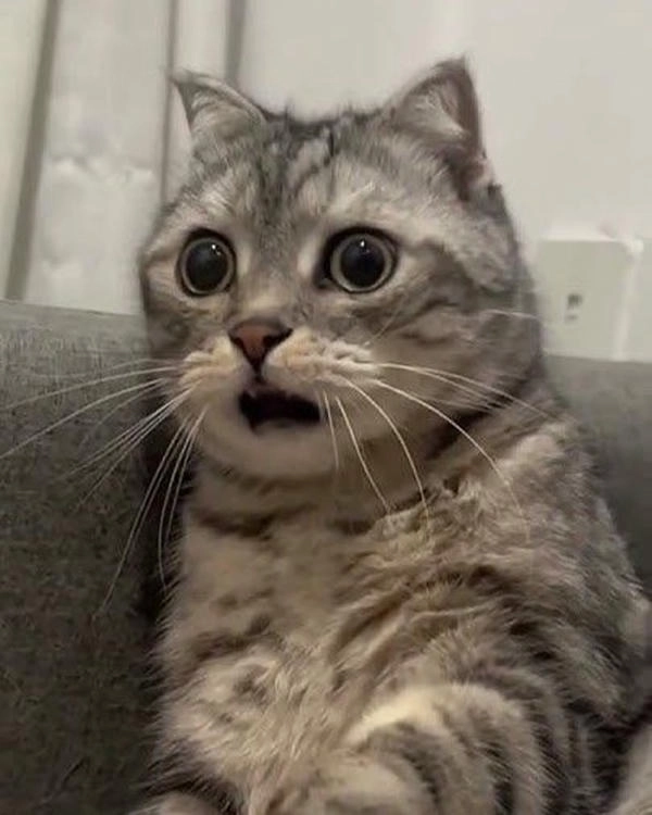 ảnh meme mèo hoảng hốt chất lượng HD 