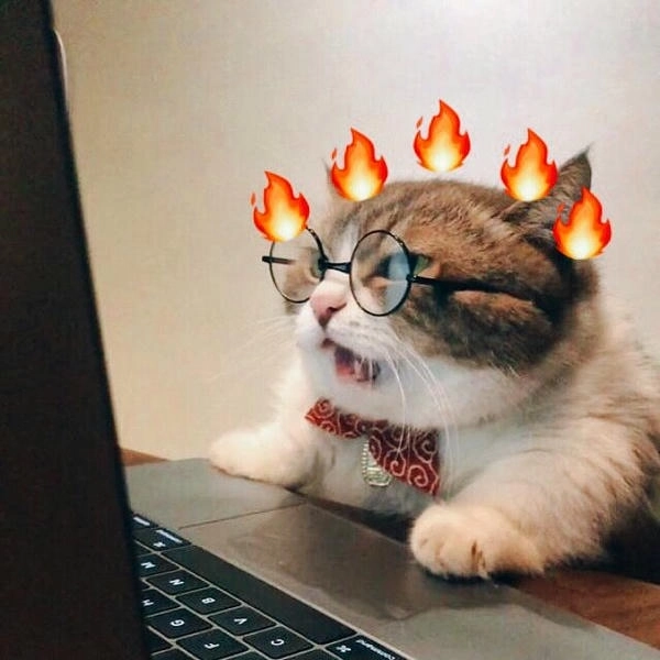 meme mèo hốt hoảng ngộ nghĩnh 