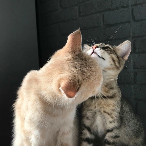 meme mèo hun má cute 