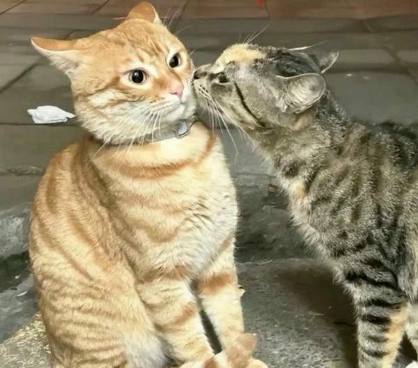 ảnh meme mèo hôn nhau dễ thương 
