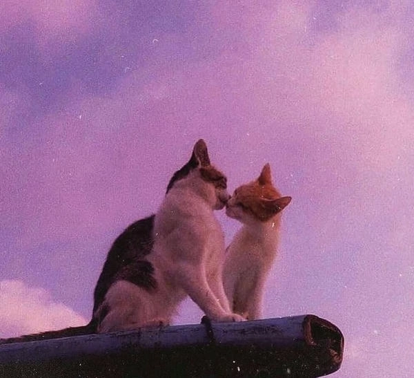 meme mèo hôn nhau cute xỉu 