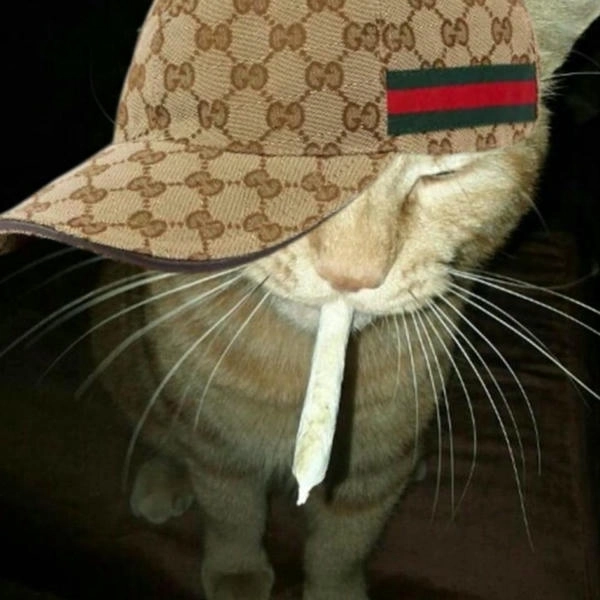 meme con mèo hút thuốc khói lửa 