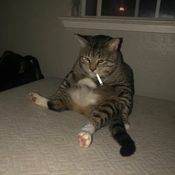 ảnh meme mèo hút thuốc chill 