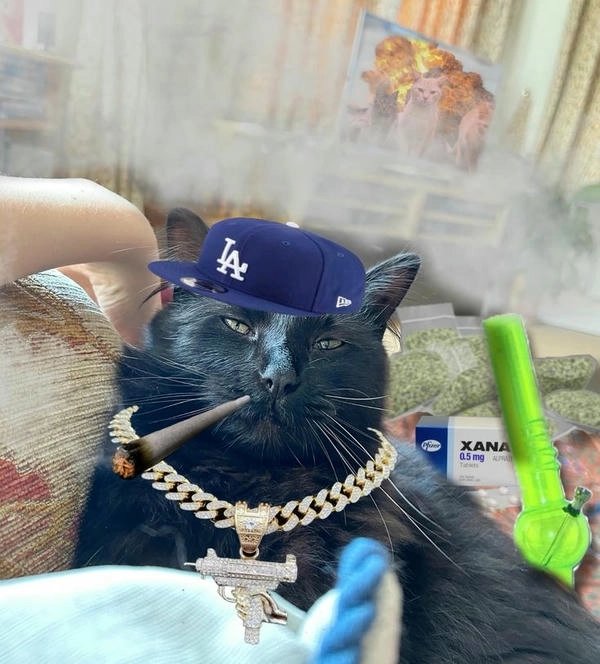 meme mèo hút thuốc chế vui 