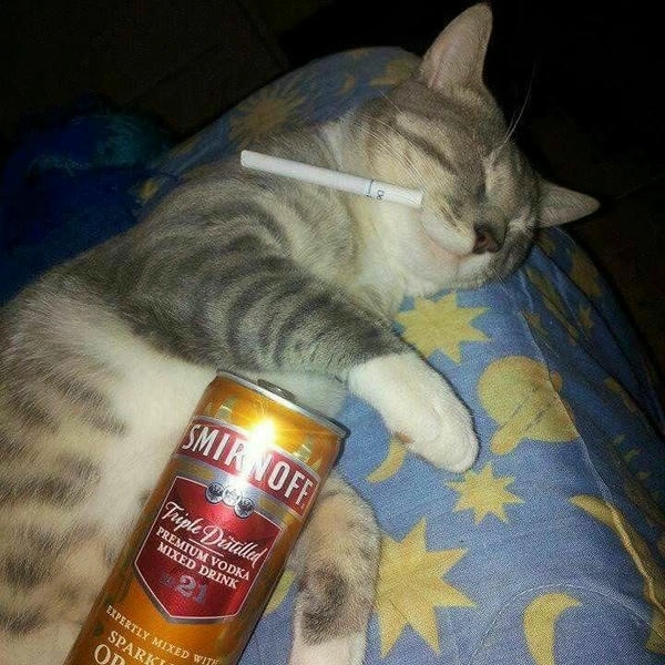 mèo hút thuốc meme cực hot 