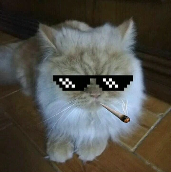 ảnh meme mèo hút thuốc độc lạ 