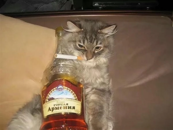 meme con mèo hút thuốc lầy lội 