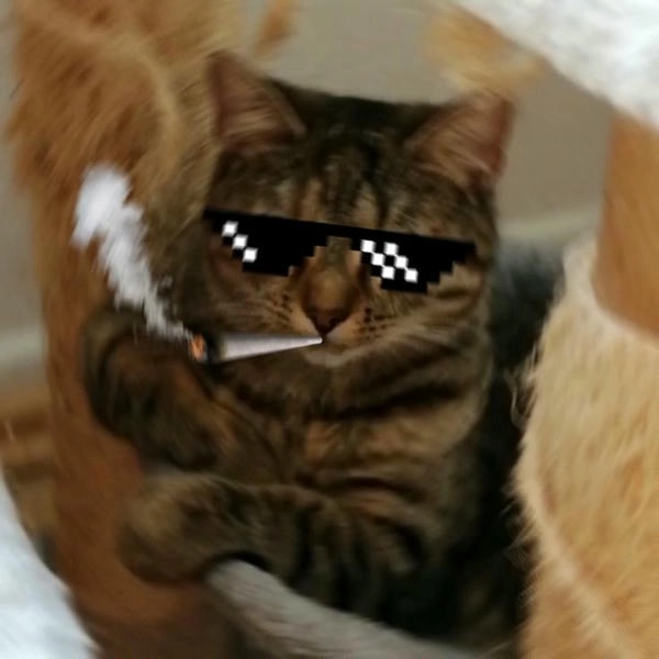 meme mèo hút thuốc hài bá đạo 