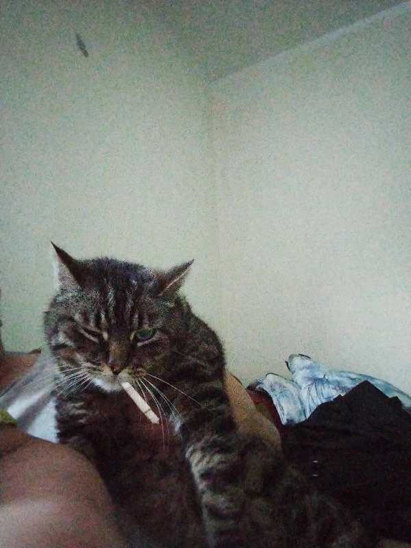 meme mèo hút thuốc lầy lội 