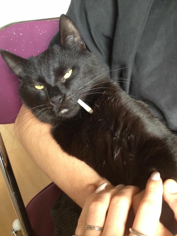 meme con mèo hút thuốc viral 