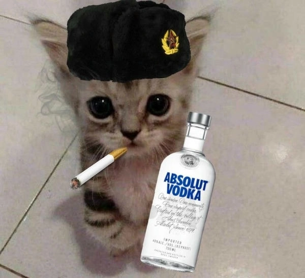 ảnh meme con mèo hút thuốc siêu hài 