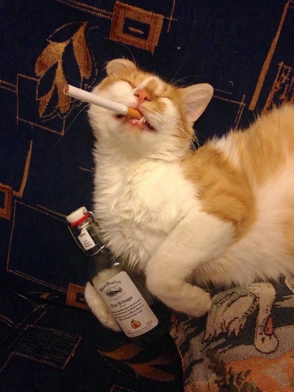 meme mèo hút thuốc ngầu lòi 