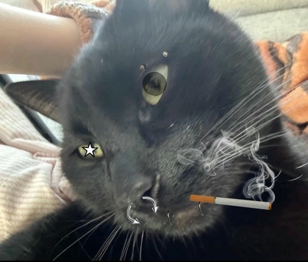 meme con mèo hút thuốc chất chơi 