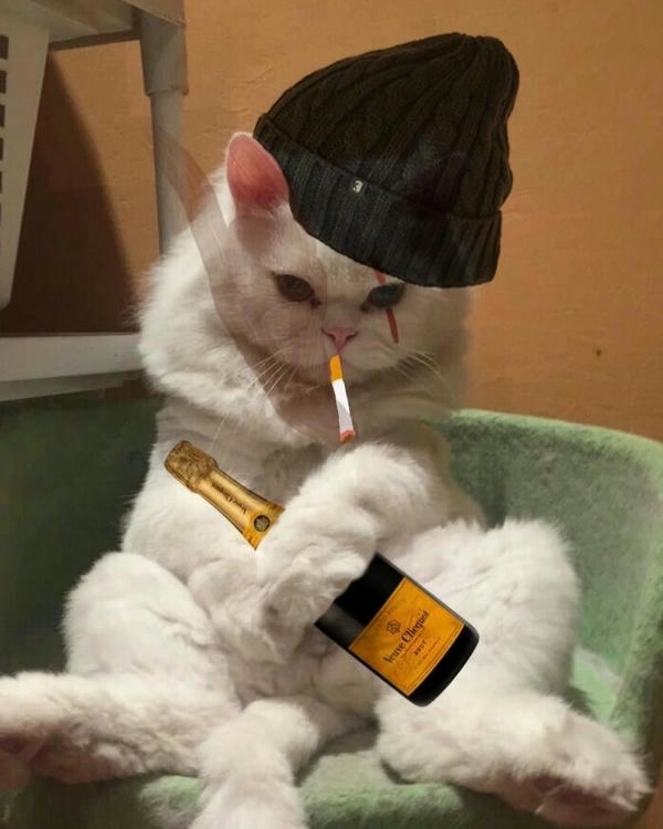 mèo hút thuốc meme đang hot 