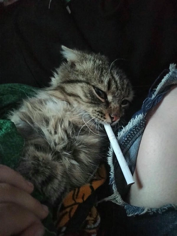 ảnh mèo hút thuốc meme hài hước 