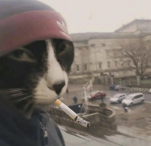 meme mèo hút thuốc phong cách bad boy 