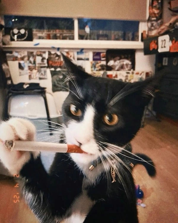 mèo hút thuốc meme chất lừ 