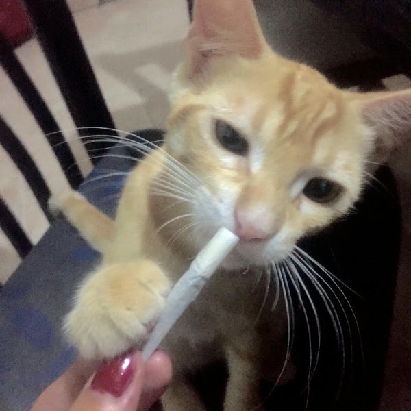 meme con mèo hút thuốc meme hài 