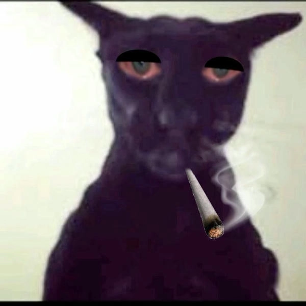 ảnh vui mèo hút thuốc meme 