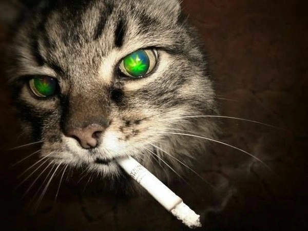 meme chế mèo hút thuốc bá đạo 