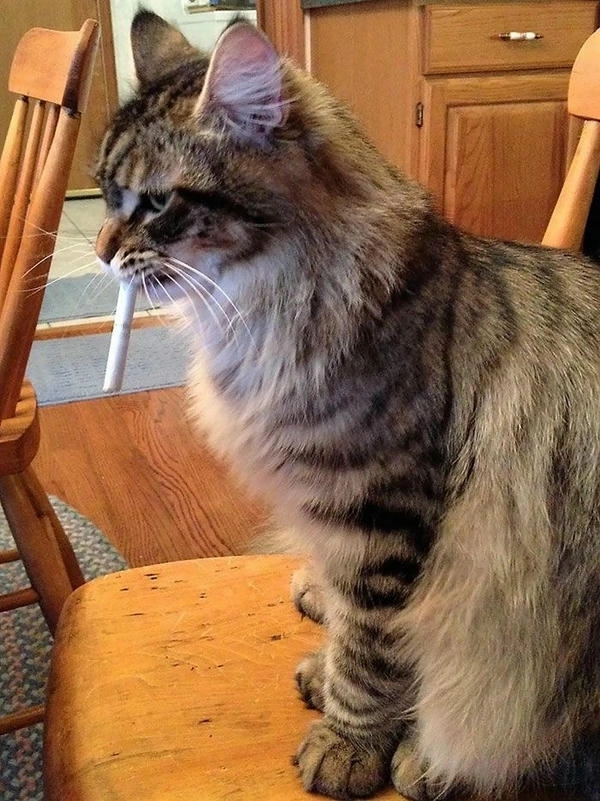 ảnh meme hài con mèo hút thuốc 