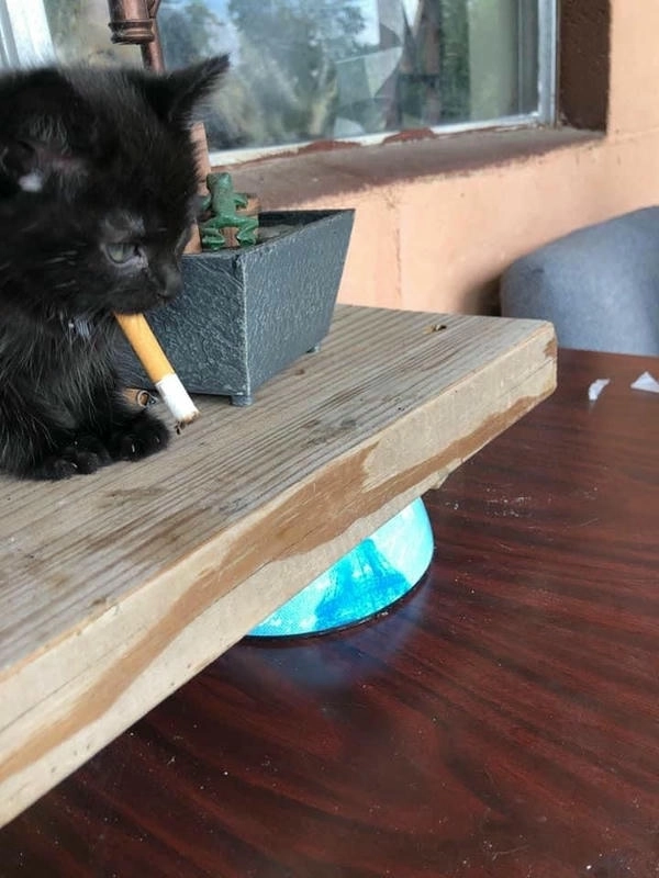 meme mèo hút thuốc gây sốt mạng 