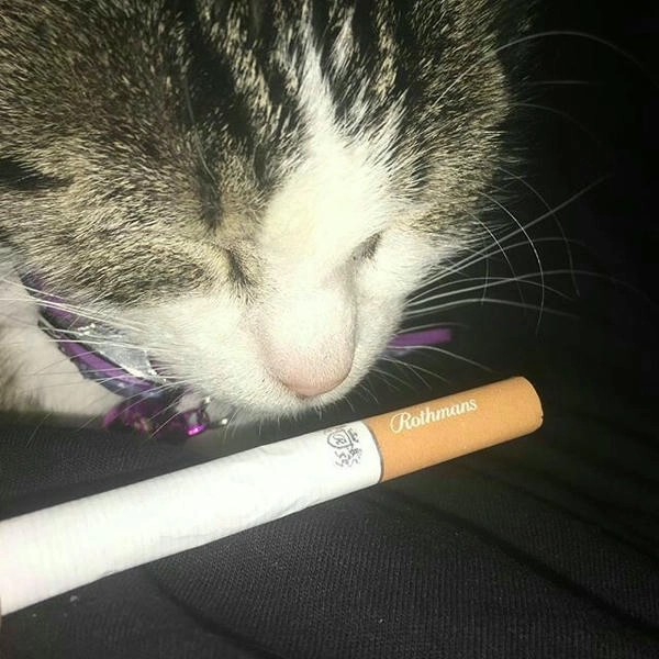 meme vui nhộn mèo hút thuốc 