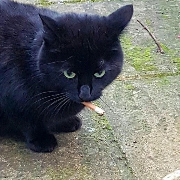 ảnh meme mèo hút thuốc chất 