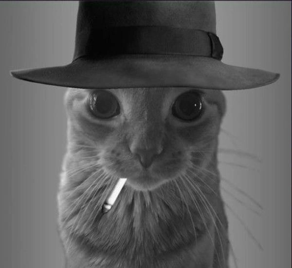 meme mèo hút thuốc đang trend 