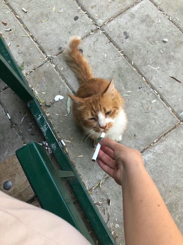 ảnh chế meme con mèo hút thuốc 