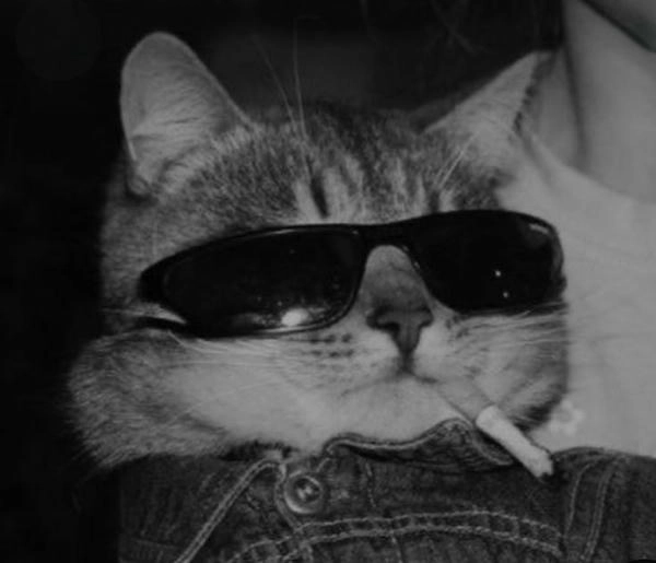 meme mèo hút thuốc siêu ngầu 