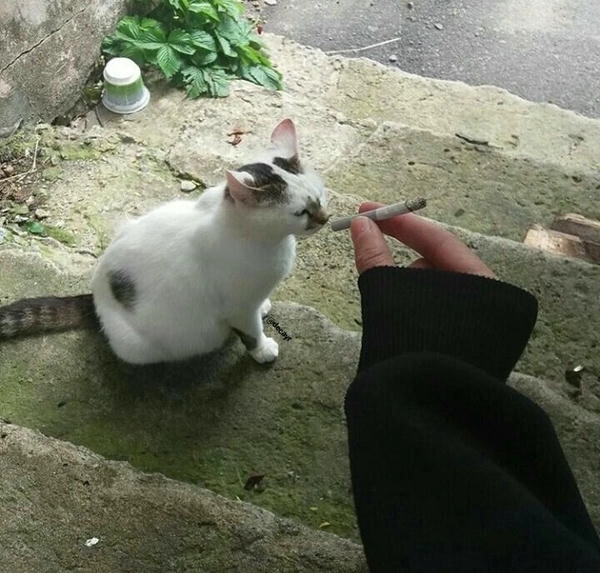 ảnh mèo hút thuốc meme bựa 