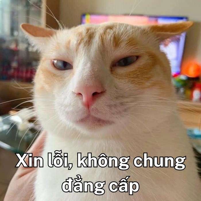 meme mèo khinh bỉ hài hước 